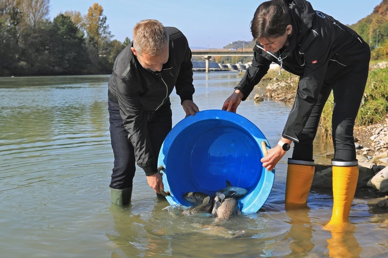 Potočne postrvi sta pomagala vlagati tudi Sašo Kreslin in Polona Ojsteršek iz Dravskih elektrarn. 