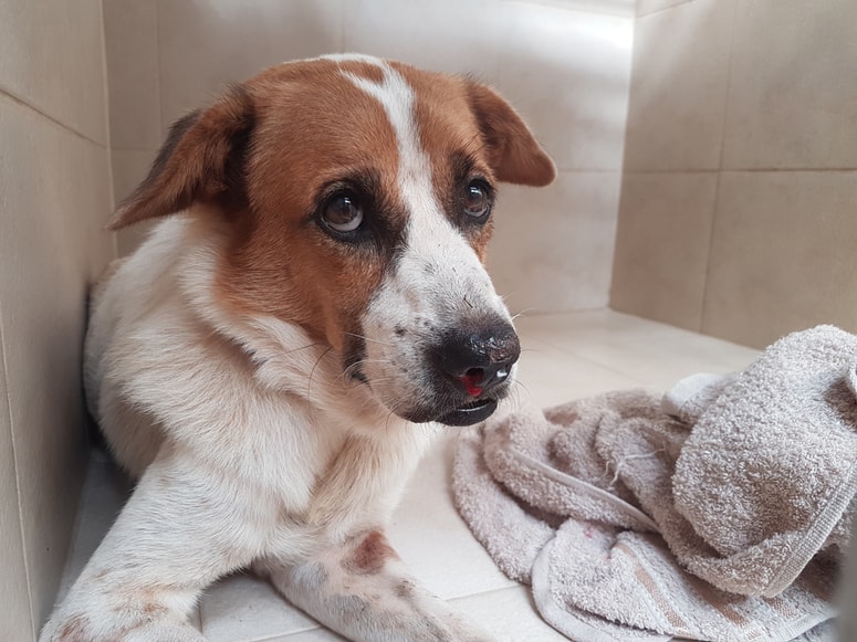 Glavna fotografija članka:Hujše okužbe s paraziti lahko povzročijo trajne posledice