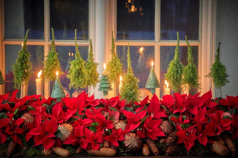 Glavna fotografija članka:Zvezda božične dekoracije