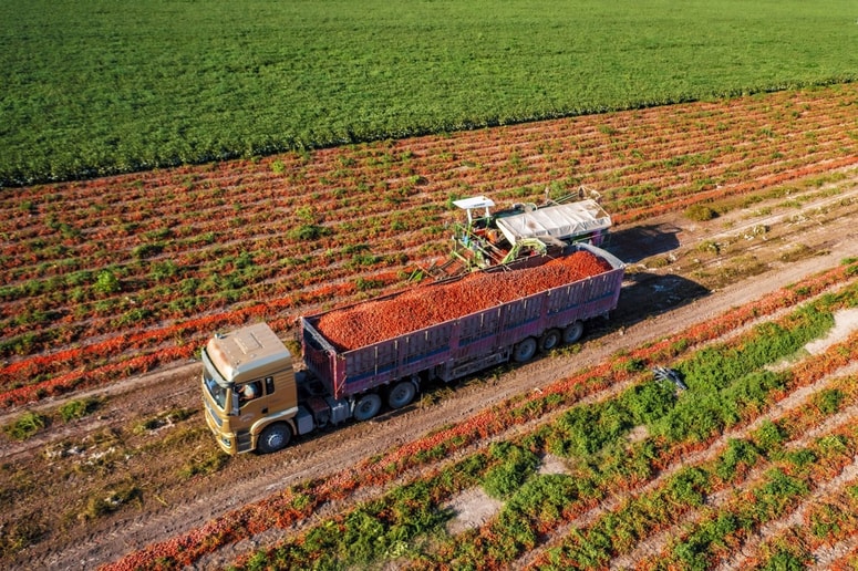 Na Kitajskem je proizvedena kar tretjina svetovne proizvodnje paradižnikov.