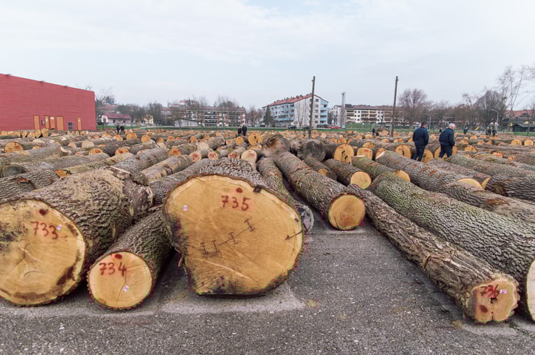 Organizatorji zbirajo le les, ki ima izdano odločbo Zavoda za gozdove Slovenije za posek.