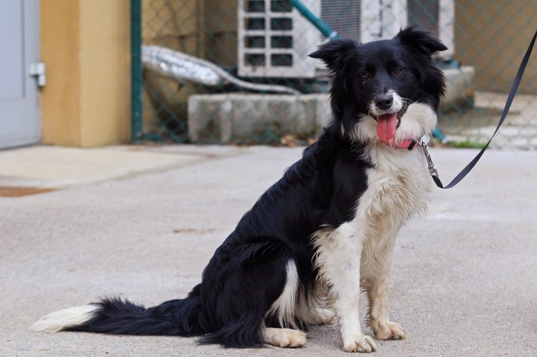 Zavetišča ne smejo usmrtiti zdravih zapuščenih živali, ki jim v 30 dneh od sprejema ne najdejo skrbnika.