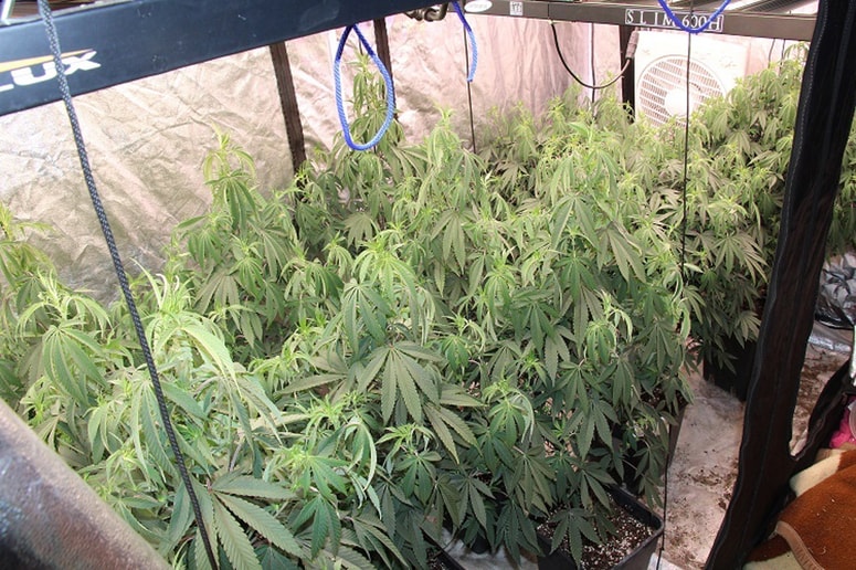 Policisti so v hiši odkrili več kot 220 sadik konoplje.