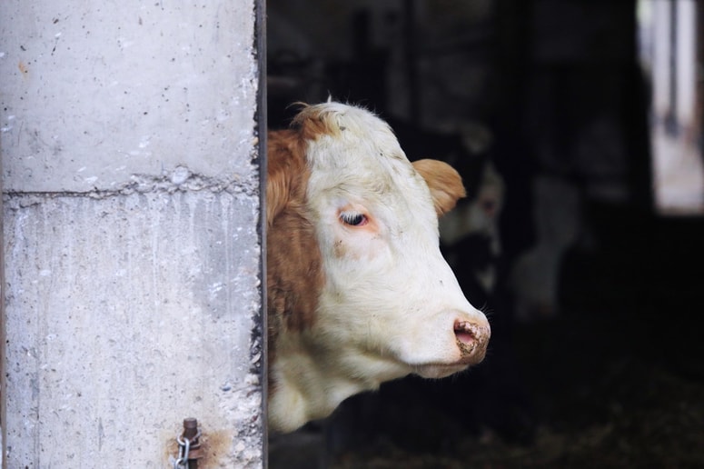 V javni obravnavi sedem kmetijskih zakonov. 
