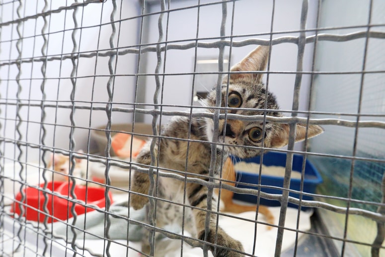 Okoli 50.000 mačk je sicer že čipiranih, a večina jih še vedno ni. Po novem bi to postalo obvezno. Zakon predvideva dvoletno prehodno obdobje in sofinanciranje v prvih nekaj mesecih. 