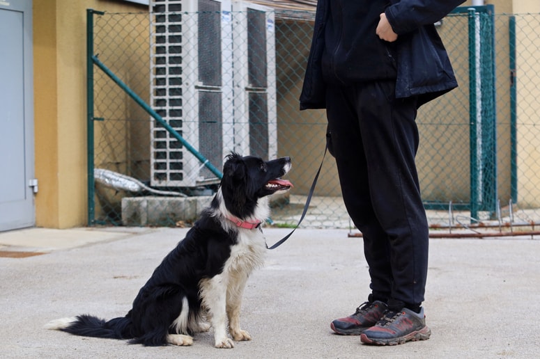 Bodo zavetišča, ki bodo živali zadrževale, po novem kaznovana?