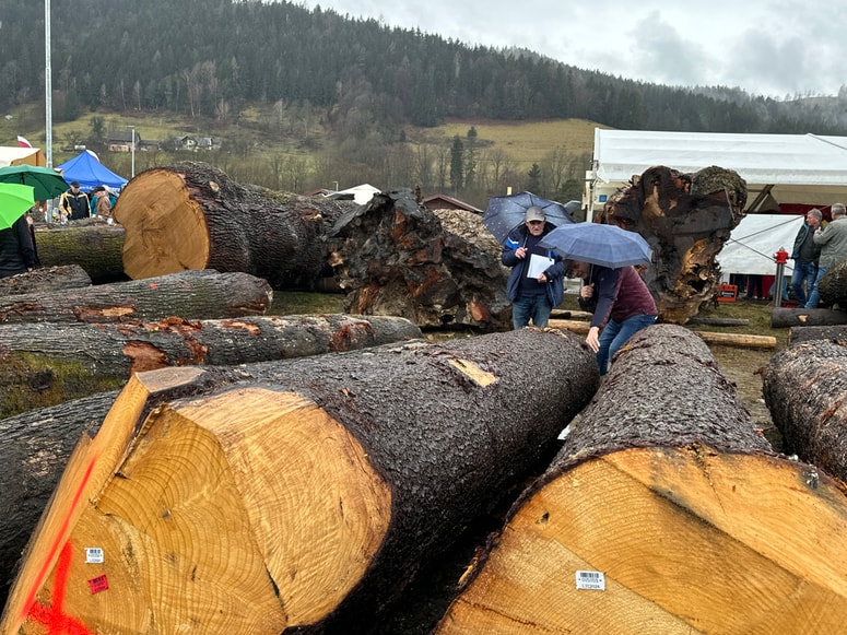 Kljub težavam je bila tudi letošnja licitacija precej uspešna.