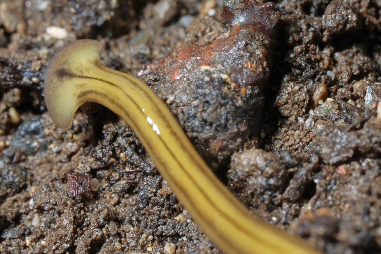 Glavna fotografija članka:(FOTO) Teh živali je pri nas vse več: Najraje se zadržujejo pod lončnicami, nekateri izločajo toksine