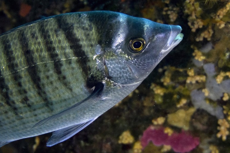 Šargi, spada v skupino šparov. V Jadranskem morju lahko zrastejo do okoli 40 centimetrov in tehtajo okoli 2,5 kilograma.