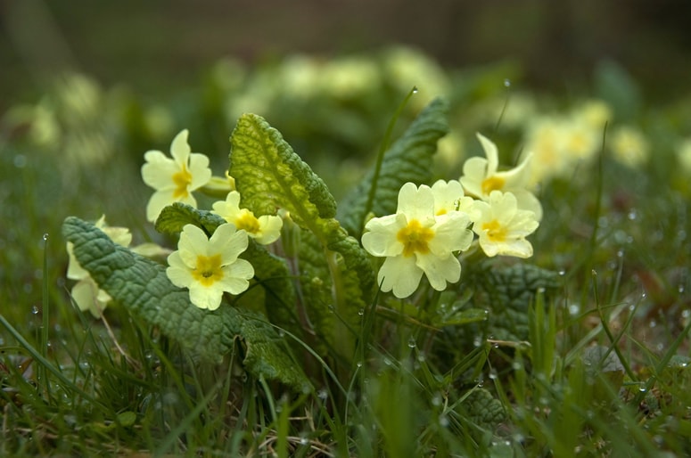 Trobentice so že tu. 