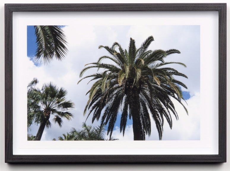 Tadej Pogačar. Twenty Palm Trees of Santa Cruz de Tenerife, 2009. Instalacija, 20 barvnih fotografij, edicija: 1/3 + 1 avtorski izvod 