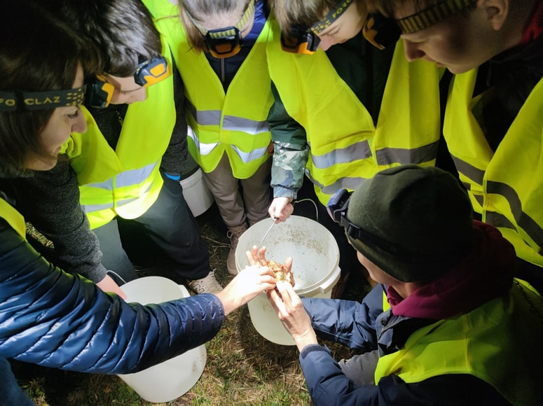 Osnovnošolci iz OŠ Kozje so pomagali pri prenašanju žab čez cesto. 