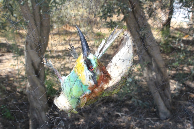 Glavna fotografija članka:Trgovina s pticami: Stari prestiž novih petičnežev - šest drozgov na palici in en kos