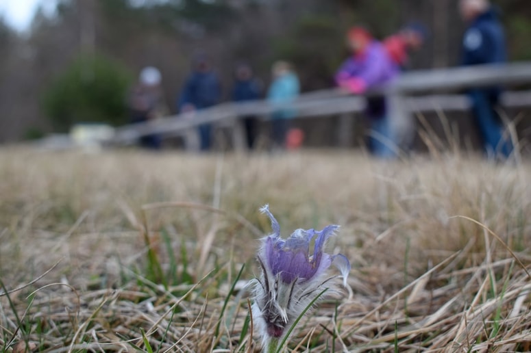 Po predavanju so si rastišče velikonočnice tudi ogledali.
