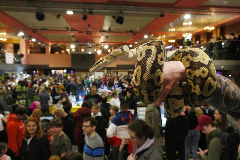 Maribor je dobra lokacija za eksotične živali, pravi organizator 