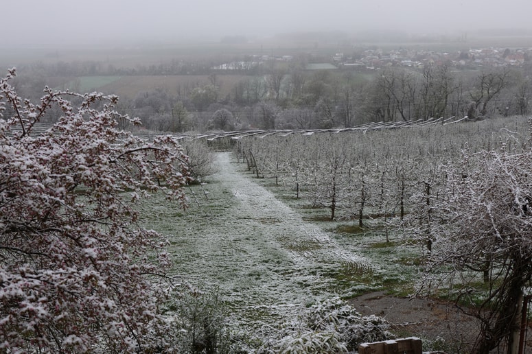 Glavna fotografija članka:(FOTO) Konkretna nedeljska ohladitev, ponekod tudi rahlo snežilo