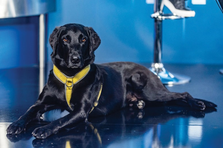 Glavna fotografija članka:Pasji ambasador Bart prinaša veselje vsem, ki ga spoznajo