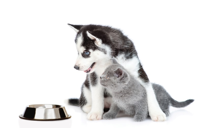 Glavna fotografija članka:V toplih dneh ne pozabimo na hidracijo svojega štirinožca