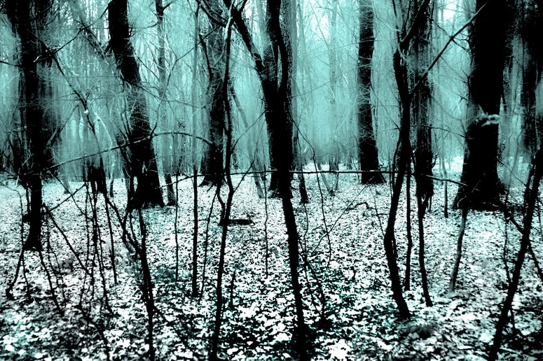 Fotografija iz cikla Kras 22: fotograf je posnel serijo fotografij kraških gozdov neposredno po požaru. 