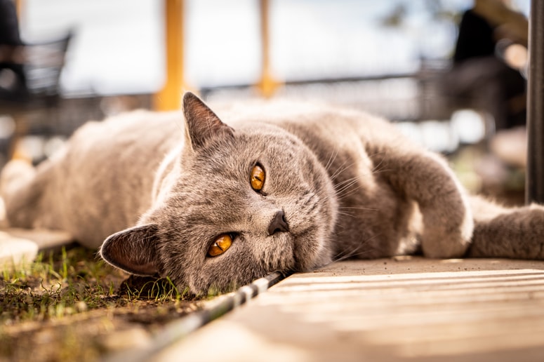 Označevanje lastniških mačk omogoča identifikacijo lastnikov.