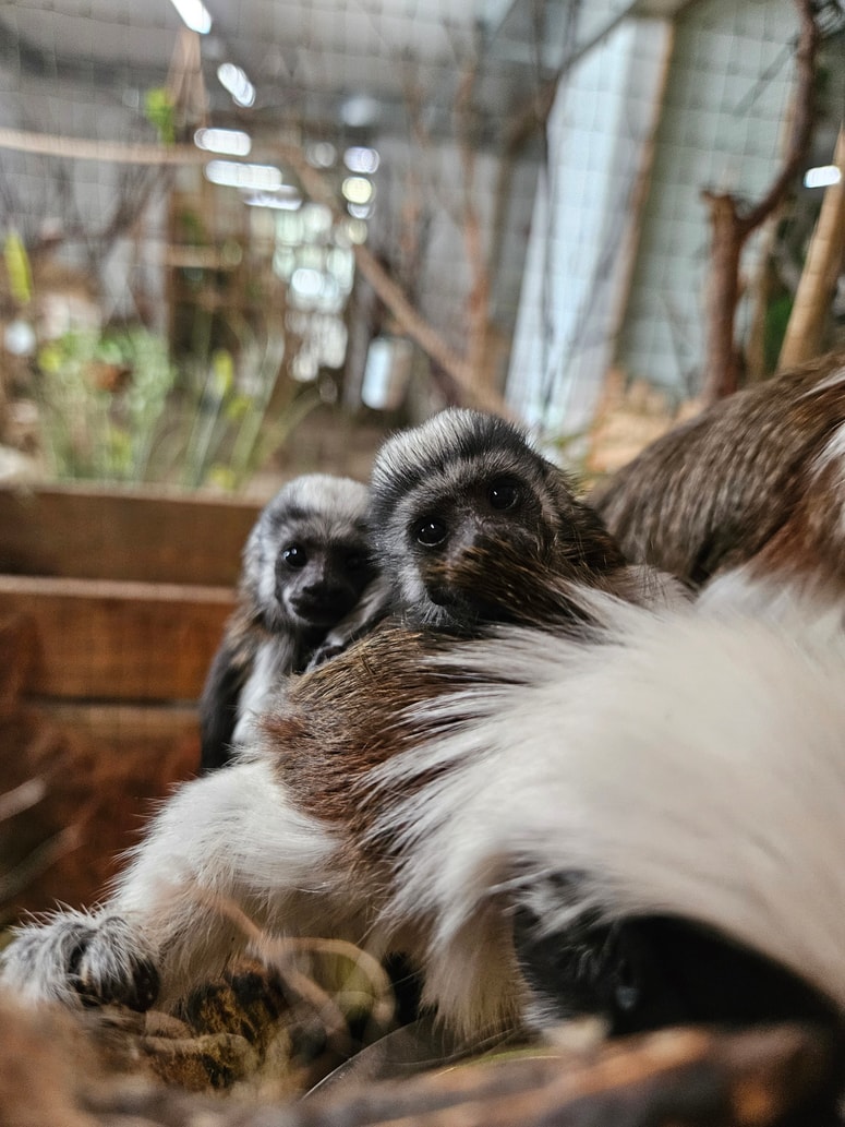 Nova prebivalca Tropske hiše 