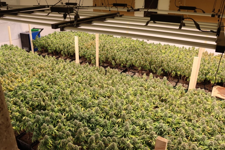 Odkrit prostor za gojenje konoplje na območju Trebnjega