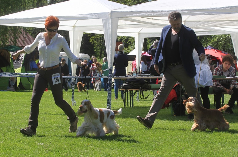 Glavna fotografija članka:Kinološko obarvan velikonočni vikend: Na razstavi tudi manj znane in posebne pasme