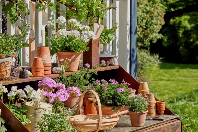 Glavna fotografija članka:Pelargonije, kraljice balkonskih ograj in okenskih polic, so lahko tudi vrtni okras