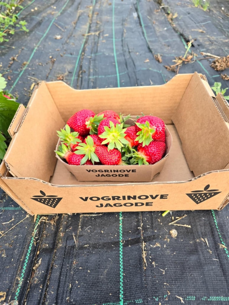 Vogrinovi utrgajo vsako leto okrog milijon in pol jagod. 