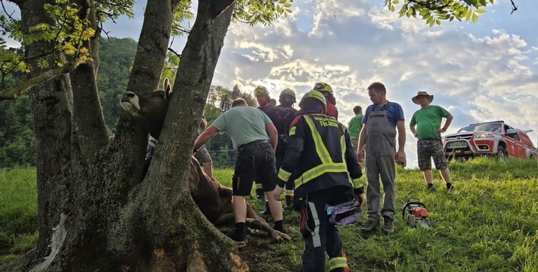 Glavna fotografija članka:(FOTO) Obnemoglo kravo rešili šele z motorko