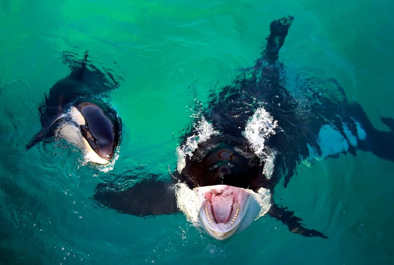 Wikie in Keijo, ko je park še deloval 