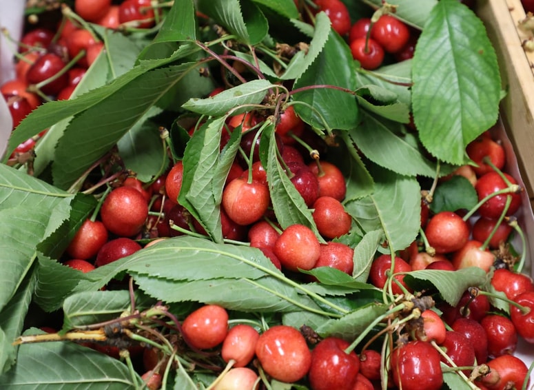 Prve letošnje češnje že vabijo. 