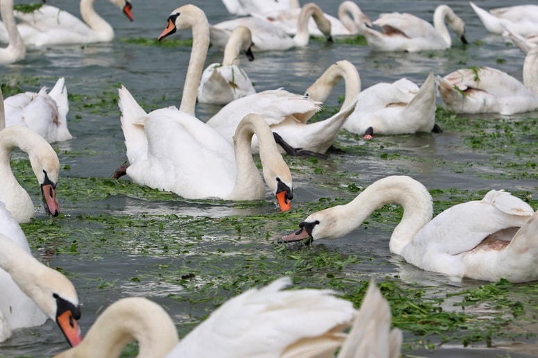 Ker trave na Lentu več skorajda ni, jo labodom prinašajo prostovoljci.
