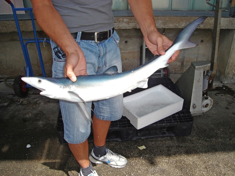 V slovenskem morju včasih ribiči ujamejo mladiče sinjega morskega psa. 