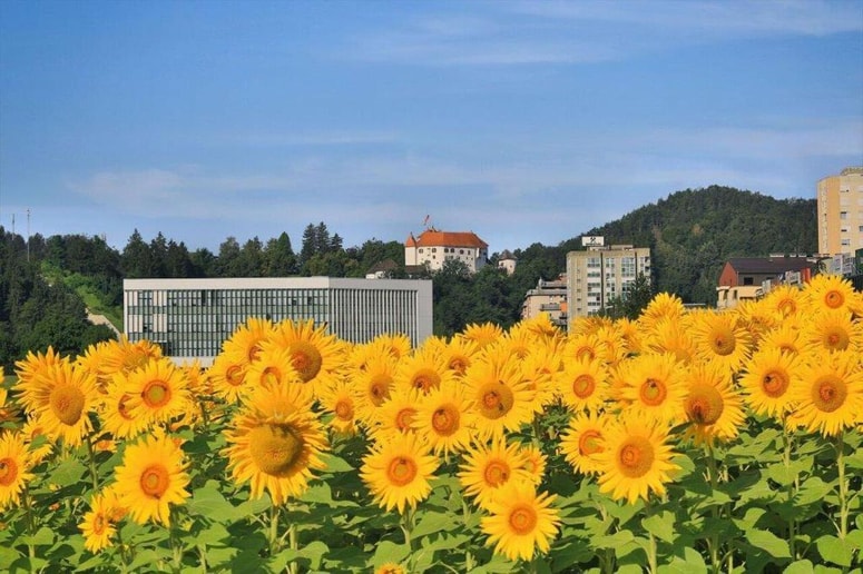 Sončnice bodo v polnem razcvetu septembra, ko v Velenju obeležujejo občinski praznik in evropski teden mobilnosti.