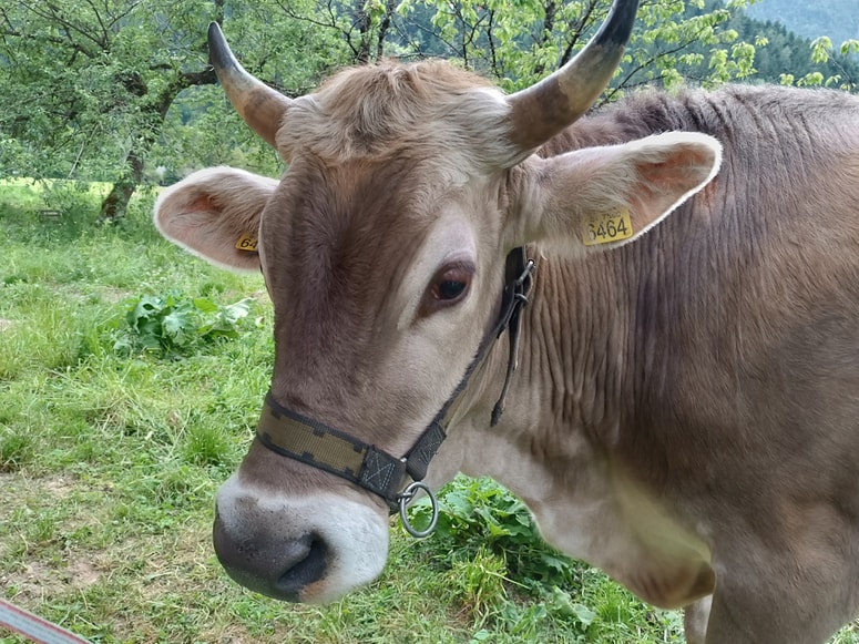 Bikec Gomzi, ki je čudežno preživel pod plazom, se je vrnil domov.  