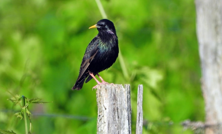 Škorec si ogleduje vinograd.
