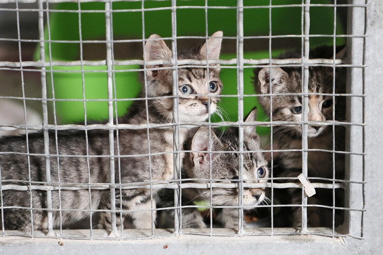 Glavna fotografija članka:Snaga ob svetovnem dnevu živali odpira vrata Zavetišča in Akvarija-terarija Maribor