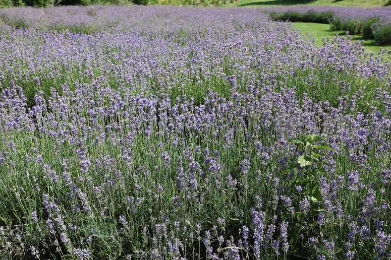 Glavna fotografija članka:(PISMO BRALKE) Od sočutja do sramotenja – kam nas vodi skupnost?