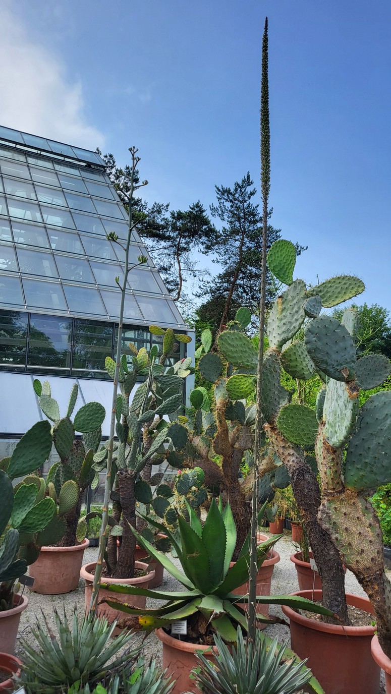 Glavna fotografija članka:(FOTO) Kaj je razlog, da sta v botaničnem vrtu ljubljanske univerze prvič zacveteli redki agavi?