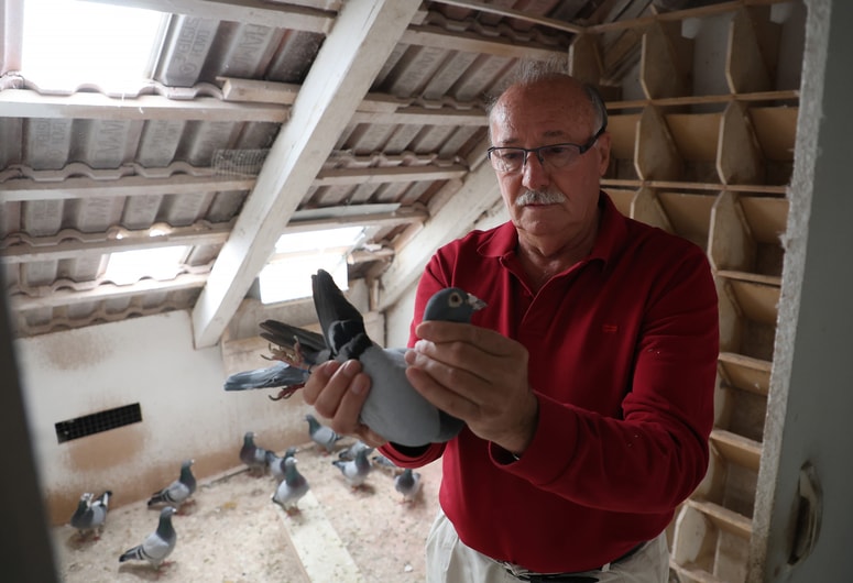 Ni dneva, ko Marjan Puklič vsaj nekaj uric ne bi preživel v družbi svojih golobov. 