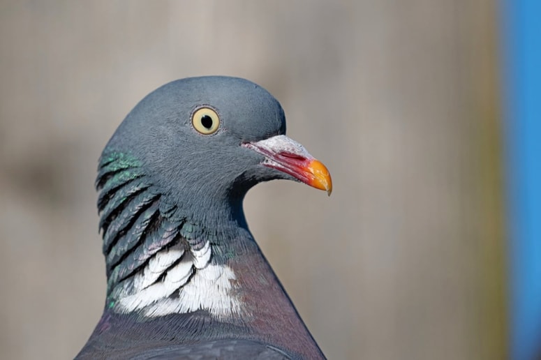 Grivarja spoznamo po belih lisah okoli vratu. 