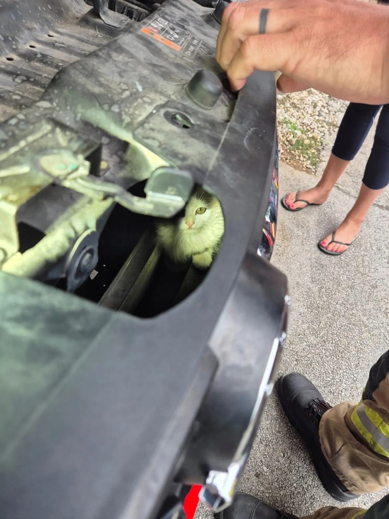 Reševanje mucke pod pokrovom motorja osebnega vozila