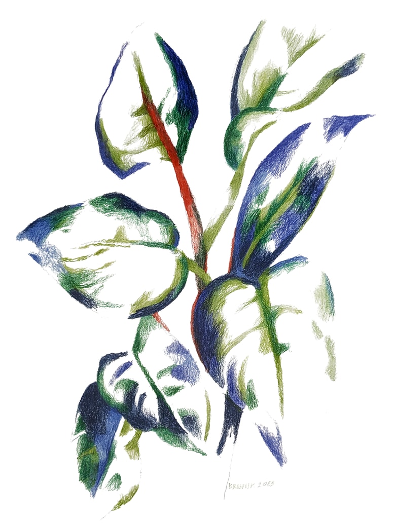 Ida Brišnik Remec: Rastline kamni - kdo ste? 