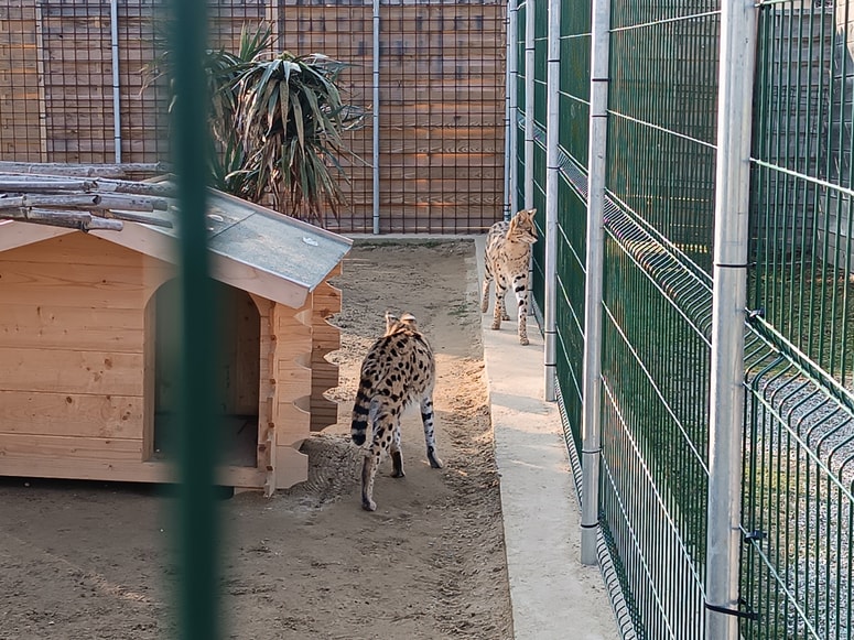 Servali v konjiškem Zoo Landu 