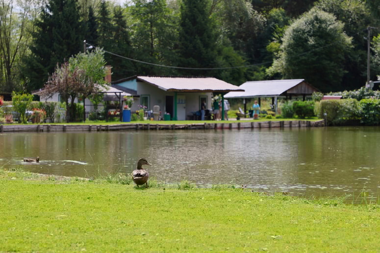 Glavna fotografija članka:(ODZIV NA ČLANEK) Ribičem porušili hiško ob Ribniku Radvanje, ki so jo zgradili sami, a na tujem zemljišču (4)