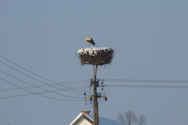 Policija zbira obvestila in dokaze zaradi suma storitve kaznivega dejanja nezakonitega ravnanja z zavarovanimi prostoživečimi živalskimi in rastlinskimi vrstami. 