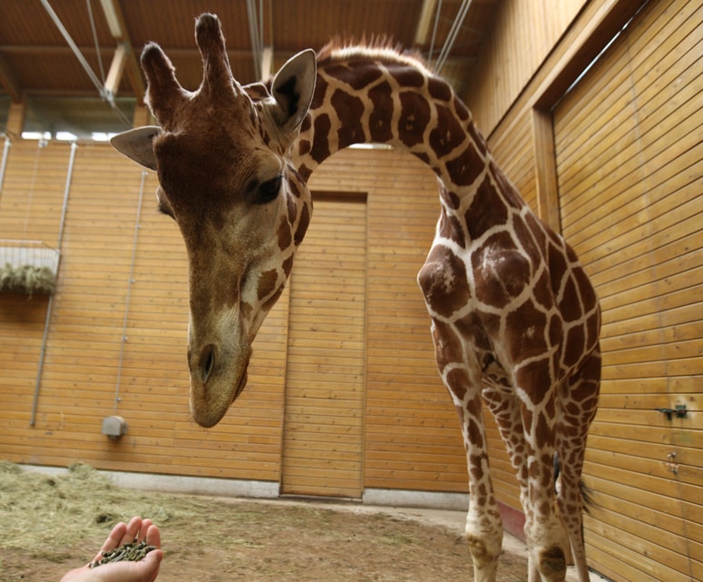 Leta 2008 so v ljubljanskem živalskem vrtu dobili tri žirafe.