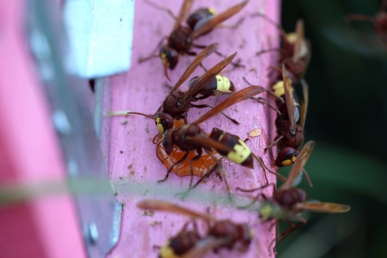 "Orientalski sršen je izrazit plenilec," pravi dr. Rudi Verovnik z biotehniške fakultete. 