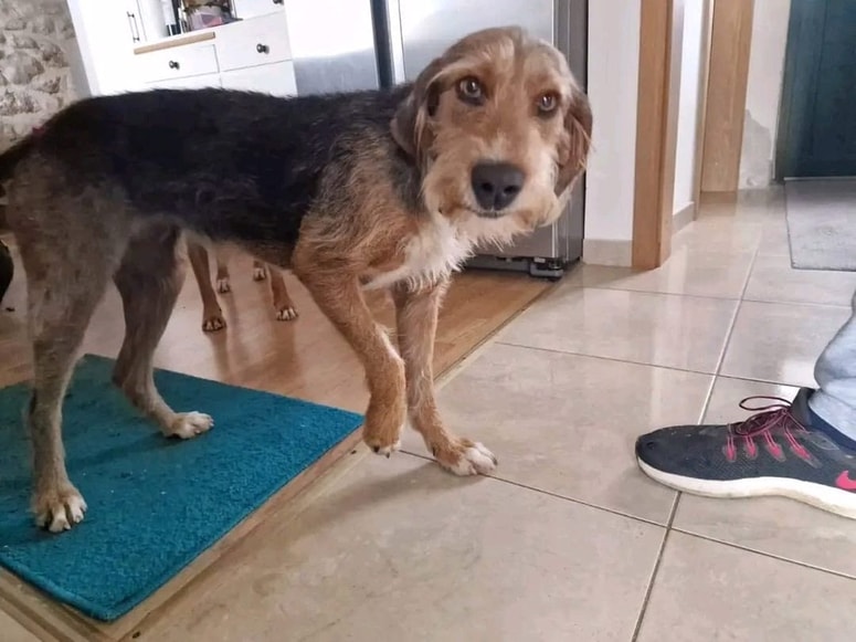 Pogrešana psička Buba, ki je izginila na hribu Vučjak nad krajem Vinjerac. 